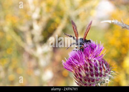 Onopordum illyricum, allgemein bekannt als Borriquero-Distel, gehört zur Familie der compositae in verschiedenen Blütestadien, die mit Honig insec bestäubt werden Stockfoto