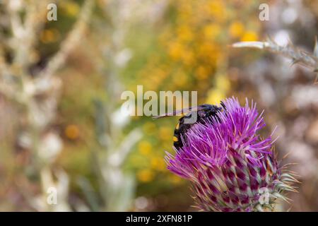 Onopordum illyricum, allgemein bekannt als Borriquero-Distel, gehört zur Familie der compositae in verschiedenen Blütestadien, die mit Honig insec bestäubt werden Stockfoto