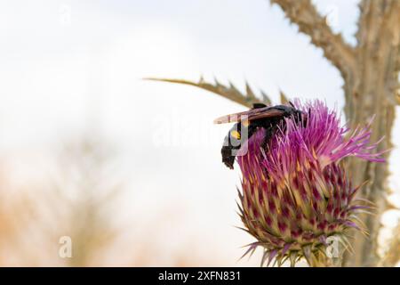 Onopordum illyricum, allgemein bekannt als Borriquero-Distel, gehört zur Familie der compositae in verschiedenen Blütestadien, die mit Honig insec bestäubt werden Stockfoto