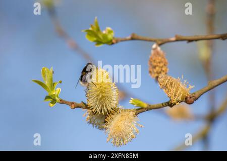 Hummel mimimisches hoverfly (Eristalis intricarius), das an Grauweidenpollen (Salix cinerea) fresst, Monmouthshire, Wales, Großbritannien, April. Stockfoto