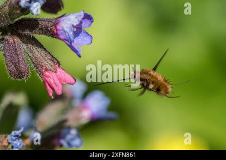 Bienenfliege (Bombylius Major) Fütterung, im Flug von Lungwort (Pulmonaria officinalis), Monmouthshire, Wales, Großbritannien, April. Stockfoto