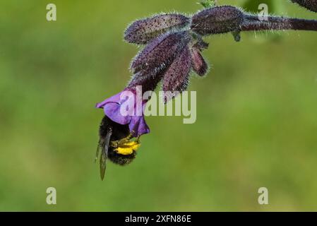 Haarfüßige Blumenbiene (Anthophora plumipes) weiblich, ernährt sich von Lungenkraut (Pulmonaria officinalis), Monmouthshire, Wales, Vereinigtes Königreich. Mai. Stockfoto