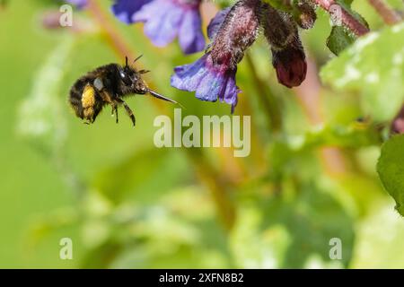 Haarfüßige Blumenbiene (Anthophora plumipes) weiblich, fliegt nach Lungenkraut (Pulmonaria officinalis), Monmouthshire, Wales, Großbritannien. Mai. Stockfoto