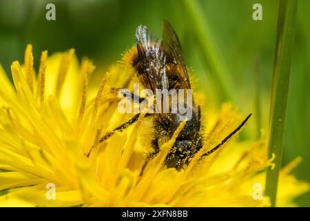 Rote freimaurerbiene (Osmia bicornis), die sich von Blumen des Löwenzahns (Taraxacum officinale) ernährt, Monmouthshire, Wales, Großbritannien, Mai. Stockfoto