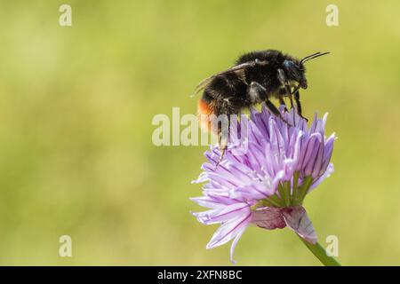 Rotschwanzhummel (Bombus lapidarius) Fütterung an Schnittlauch (Allium schoenoprasum), Monmouthshire, Wales, Vereinigtes Königreich, Juni. Stockfoto
