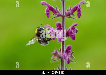 Gartenhummel (Bombus hortorum), Flug nach Purple toadflax (Linaria purpurea) Monmouthshire, Wales, Großbritannien, Juli. Stockfoto