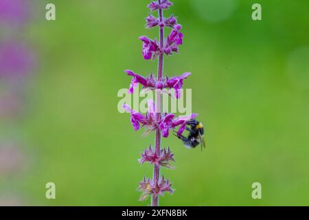 Gartenhummel (Bombus hortorum) fliegt im Juli nach Purple toadflax (Linaria purpurea) Monmouthshire, Wales, Großbritannien. Stockfoto