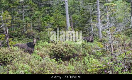 Elche im Baxter State Park in der Nähe von Katahdin in Maine. Appalachian Trail Stockfoto