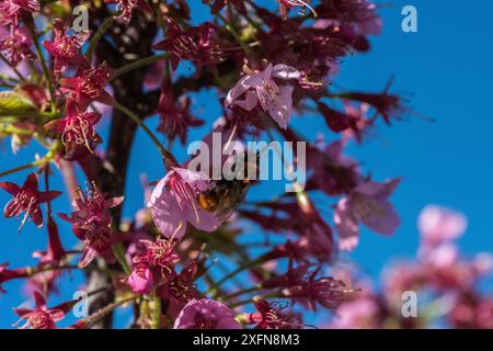 Tawny-Bergbaubiene (Andrena fulva), die sich an Kirschbaum (Prunus sp.) ernährt Monmouthshire, Wales, Vereinigtes Königreich, März. Stockfoto