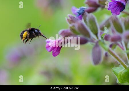 Haarfüßige Blumenbiene (Anthophora plumipes), auf dem Flug nach Lungwort (Pulmonaria officinalis), Monmouthshire, Wales, Großbritannien, April. Stockfoto