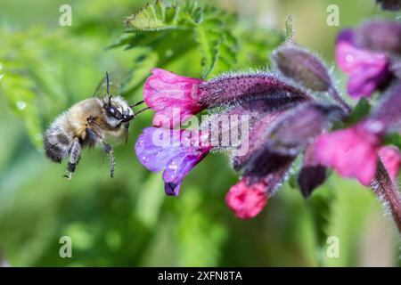 Haarfüßige Blumenbiene (Anthophora plumipes) männlich auf dem Flug nach Lungwort (Pulmonaria officinalis) Monmouthshire, Wales, Großbritannien, April. Stockfoto