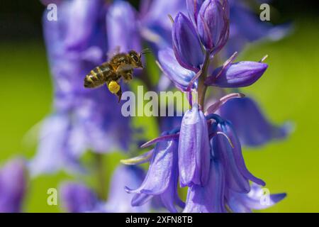 Honigbiene (APIs mellifera) fliegt nach Bluebell Flowers (Hyacinthoides non-scripta) Monmouthshire, Wales, Vereinigtes Königreich. April. Stockfoto