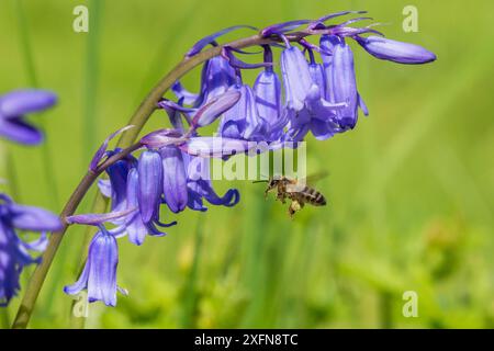 Honigbiene (APIs mellifera) fliegt nach Bluebell Flowers (Hyacinthoides non-scripta) Monmouthshire, Wales, Vereinigtes Königreich. April. Stockfoto