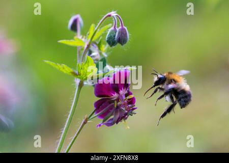 Carder Hummel (Bombus pascuorum) im Flug, nach Geranium Flower, (Geranium sp.), Monmouthshire, Wales, Großbritannien, April. Stockfoto