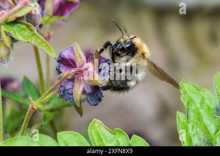 Gemeine Karderhummel (Bombus pascuorum) auf Geranium Blume (Geranium sp.), Monmouthshire, Wales, UK, April. Stockfoto