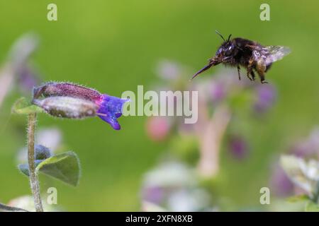 Haarfüßige Blume (Anthophora plumipes), auf dem Flug nach Lungwort (Pulmonaria officinalis), Monmouthshire, Wales UK, Mai. Stockfoto