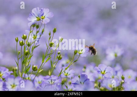 Baumhummel (Bombus hypnorum), fliegen nach Flachs (Linum usitatissimum) Monmouthshire, Wales, UK, Mai. Stockfoto