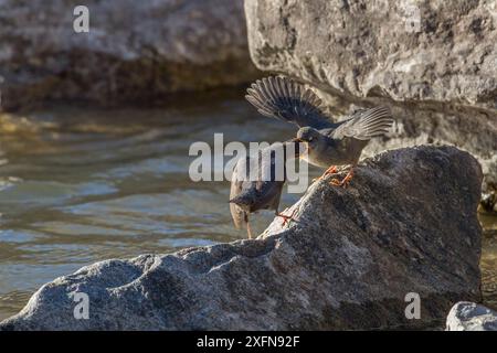 Amerikanische Dipper-Mutter (Cinclus mexicanus), die Jungküken füttert, Madison River, Montana, USA. Mai. Stockfoto