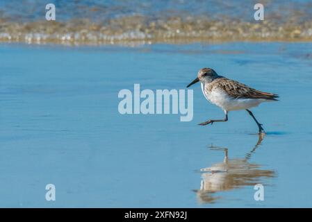 Geringster Sandpiper (Calidris minutilla) an der Küste, Dennisport, Massachusetts, USA. Mai. Stockfoto