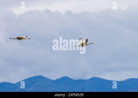 Sandhill-Kran (Antigone canadensis) im Flug, Montana, USA, Juni. Stockfoto