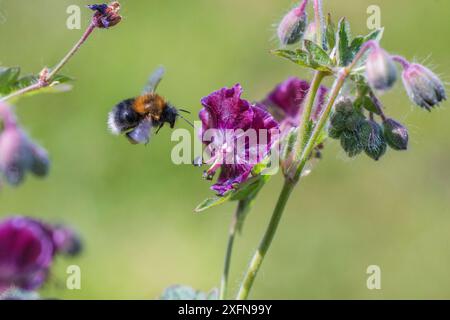 Baumhummel (Bombus hypnorum) dunkle Form, Arbeitsbiene, fliegt zu harter Geranienblume, Monmouthshire, Wales, Großbritannien, Mai. Stockfoto