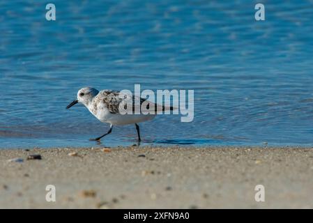 Geringster Sandpiper (Calidris minutilla) an der Küste, Dennisport, Massachusetts, USA. Mai. Stockfoto