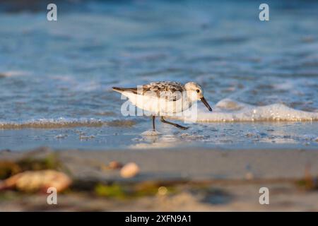 Geringster Sandpiper (Calidris minutilla) an der Küste, Dennisport, Massachusetts, USA. Mai. Stockfoto