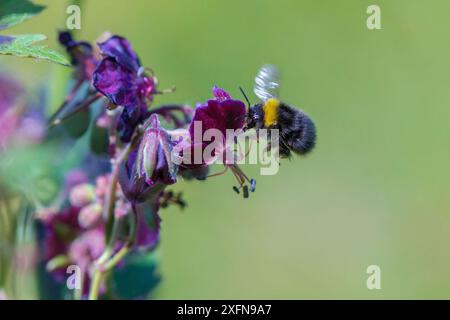 Frühe Hummel (Bombus pratorum) ernährt sich von harter Geranie, Monmouthshire, Wales, UK, Mai. Stockfoto