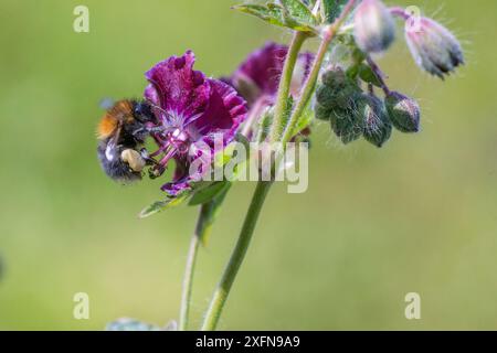 Baumhummel (Bombus hypnorum) dunkle Form, Arbeitsbiene, ernährt sich von harter Geranienblüte, Monmouthshire, Wales, UK, Mai. Stockfoto