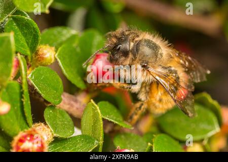 Rote freimaurerbiene (Osmia bicornis) Weibchen, die an Cotoneaster-Blüten fressen, (Cotoneaster sp.) Monmouthshire, Wales, Großbritannien, Mai. Stockfoto