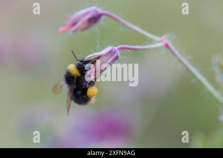 Frühe Hummel (Bombus pratorum), Fütterung von Geranium Blume, Monmouthshire, Wales, UK, Mai. Stockfoto