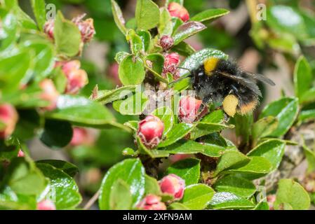 Frühe Hummel (Bombus pratorum) ernähren sich von Cotoneaster-Blüten (Cotoneaster sp.), Monmouthshire, Wales UK, Mai. Stockfoto