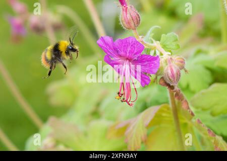 Frühe Hummel (Bombus pratorum), männlich, die sich an einer harten Geranium-Blume ernährt, Monmouthshire, Wales, Vereinigtes Königreich. Mai. Stockfoto