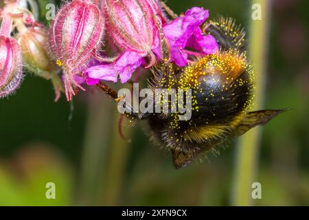 Frühe Hummel (Bombus pratorum), Fütterung von Geranenblume Monmouthshire, Wales, UK, Mai. Stockfoto