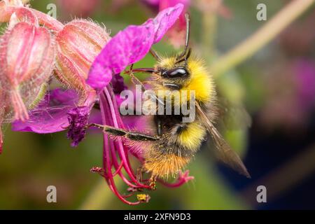 Frühe Hummel (Bombus pratorum), männlich, ernährt von harter Geranium-Blume Monmouthshire, Wales, Vereinigtes Königreich. Mai. Stockfoto