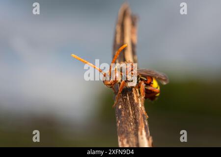 Nomad Bee (Nomada flava) Monmouthshire, Wales UK, Mai. Stockfoto