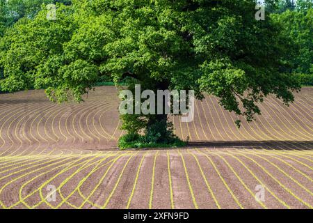 Englische Eiche (Quercus robur) auf dem Feld von Kulturmais (Zea mays) Setzlingen, Monmouthshire, Wales, Vereinigtes Königreich, Mai. Stockfoto