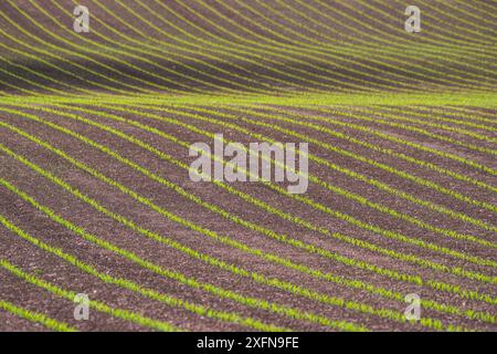 Feld für Mais (Zea mays) Setzlinge, Monmouthshire, Wales, UK, Mai. Stockfoto