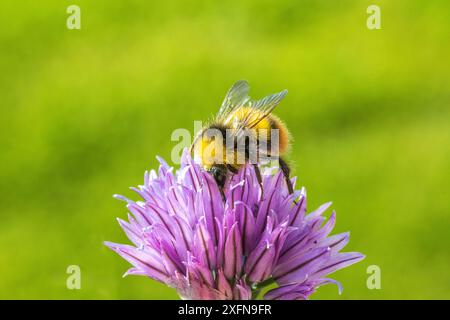 Frühe Hummel (Bombus pratorum), männliche Fütterung an Schnittlauch (Allium schoenoprasum), Monmouthshire, Wales, Mai. Stockfoto