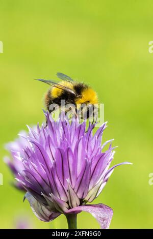 Frühe Hummel (Bombus pratorum), Fütterung an Schnittlauch (Allium schoenoprasum), Monmouthshire, Wales, Mai. Stockfoto