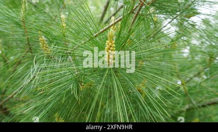 Pollenzapfen der weißen Kiefer auf einem Baum. Frühjahrs- und Sommerallergie Stockfoto