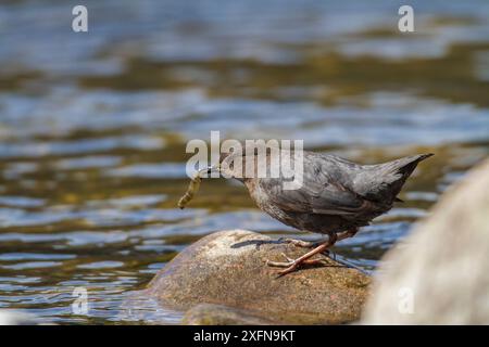 Amerikanischer Dipper (Cinclus mexicanus) jagt Insekten im Madison River, Montana, USA. Mai. Stockfoto