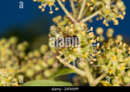 Verjüngte Drohnenfliege (Eristalis pertinax), weiblich auf Efeublüte (Helix hedera), Herefordshire Plateau, England, Großbritannien, November. Stockfoto