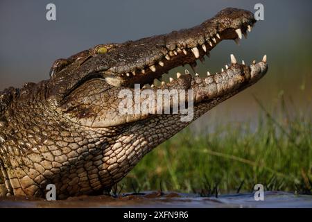 Nil-Krokodil (Crocodylus niloticus), Zimanga Game Reserve, KwaZulu-Natal, Südafrika. Stockfoto