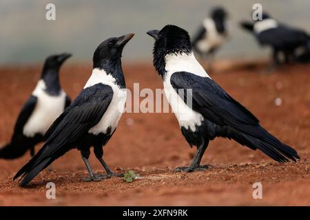 Rattenkrähen (Corvus albus) Balzschau, Zimanga Private Game Reserve, KwaZulu-Natal, Südafrika. Stockfoto