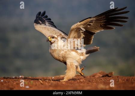 Tawny Eagle (Aquila rapax), Zimanga Private Game Reserve, KwaZulu-Natal, Südafrika. Stockfoto