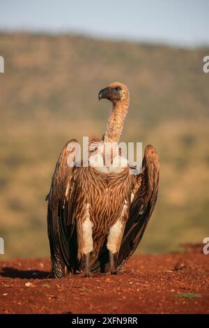 Weißgeier (Gyps africanus), Zimanga Private Game Reserve, KwaZulu-Natal, Südafrika. Stockfoto