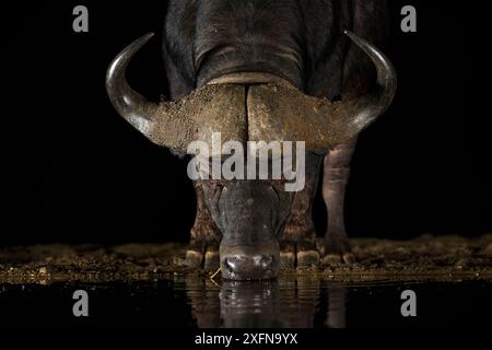 Cape Buffalo (Syncerus Caffer) im Wasserloch trinken bei Nacht, Zimanga Private Game Reserve, KwaZulu-Natal, Südafrika. Stockfoto