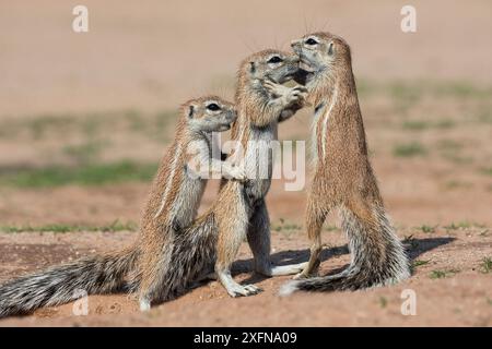 Junge BodenEichhörnchen (Xerus inauris), Kgalagadi Transfrontier Park, Nordkap, Südafrika, Januar. Stockfoto