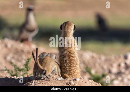 Erdmännchen (Suricata suricatta) mit Jungvogel (gekrönter Pflug), Kgalagadi Transfrontier Park, Nordkap, Südafrika, Januar. Stockfoto